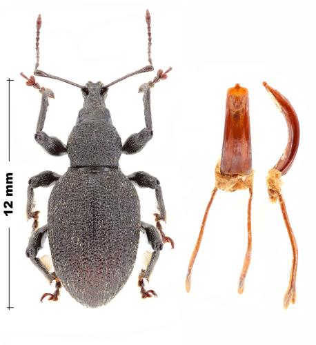 Cirrorhynchus sclanoi